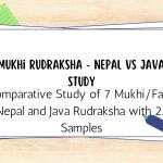 Comparative Study of 7 Mukhi/Face Nepal and Java Rudraksha