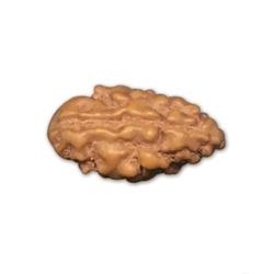 1 Mukhi Rudraksha