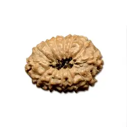 13 mukhi