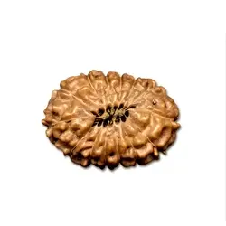 14mukhi
