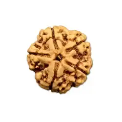 5 mukhi