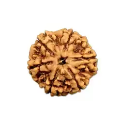 6 mukhi