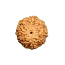 9 Mukhi Rudraksha