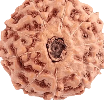 10 Mukhi Java Rudraksha