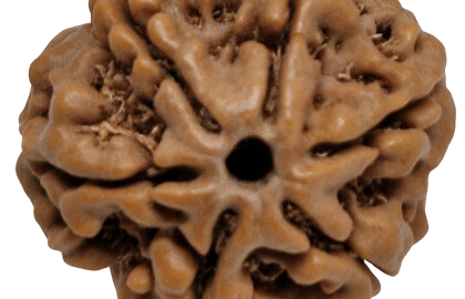 Unlocking the Power of 6 Mukhi Rudraksha: Benefits and Uses