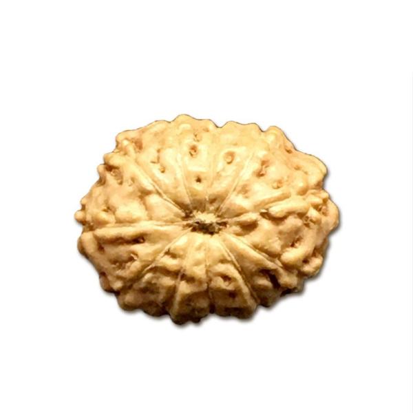 11 Mukhi Indonesian Rudraksha Medium