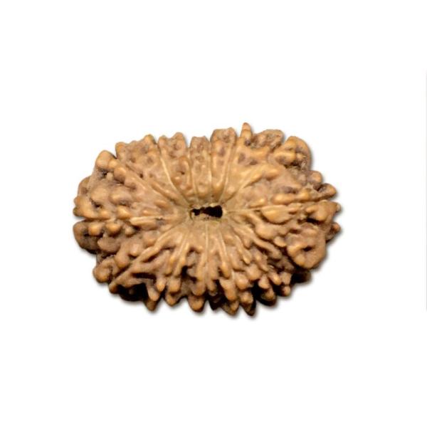 14 Mukhi Indonesian Rudraksha Medium