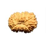 14 Mukhi Indonesian Rudraksha Small