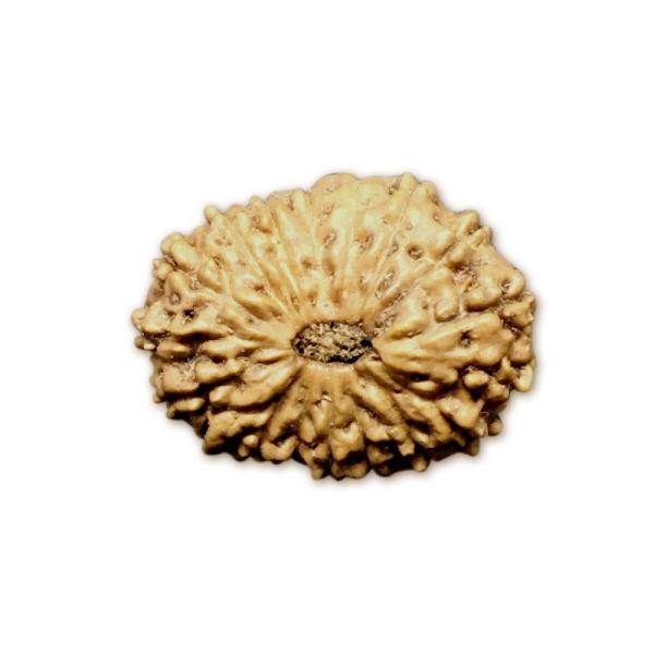 18 Mukhi Indonesian Rudraksha Medium
