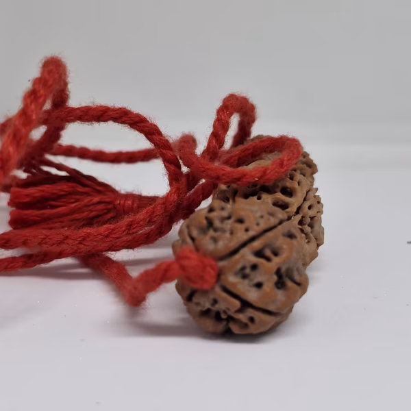 Rudraksha For Students - Saraswati Bandh