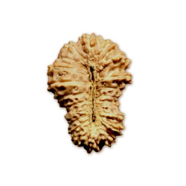 21 Mukhi Indonesian Rudraksha Medium