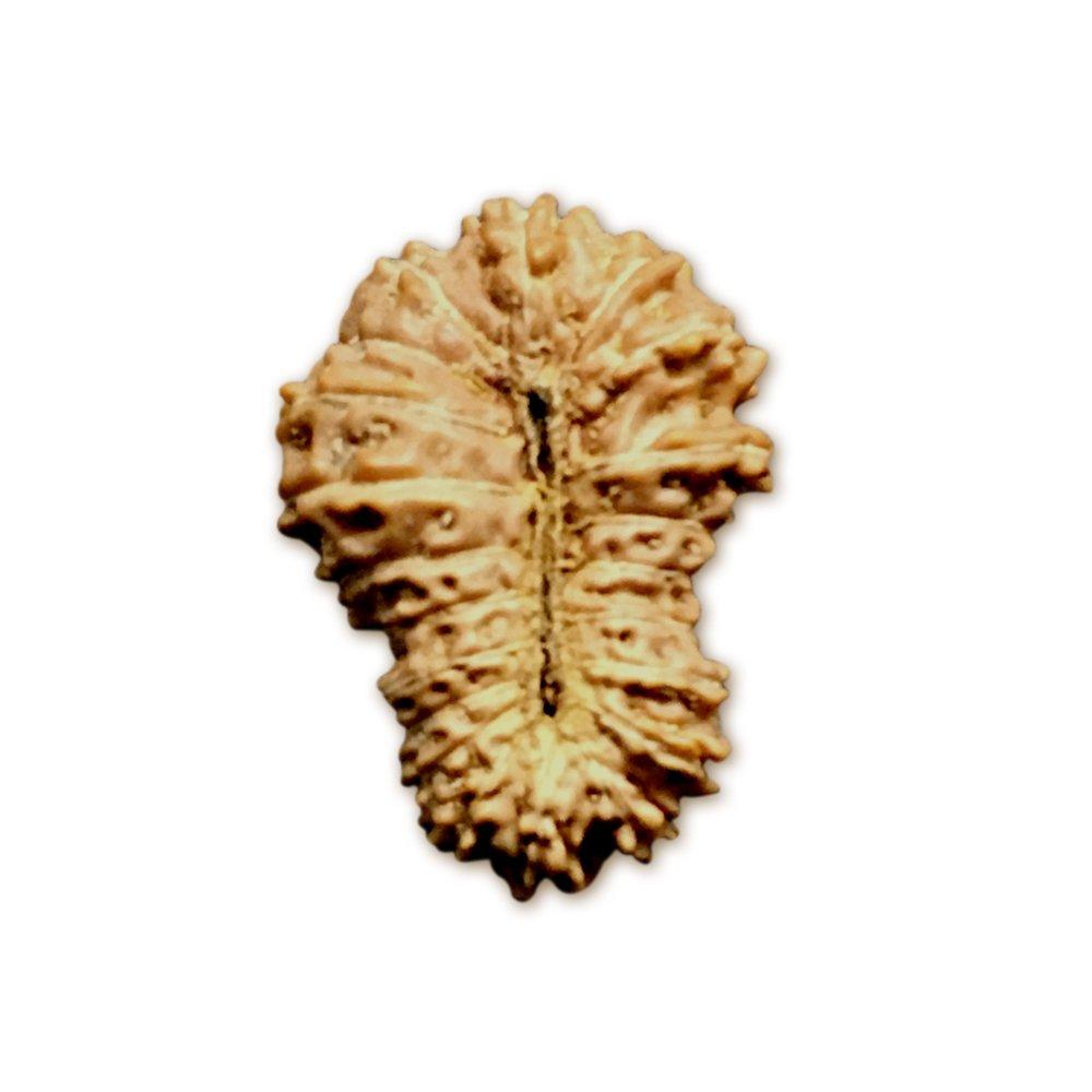 21 Mukhi Indonesian Rudraksha Medium