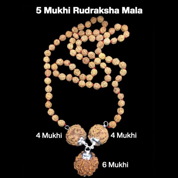 Rudraksha Combination for Students 4,4,6 Mukhi Nepal in Rudraksha Mala