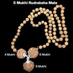 Rudraksha Combination for Advocates 4,6,8 Mukhi Nepal in Rudraksha Mala