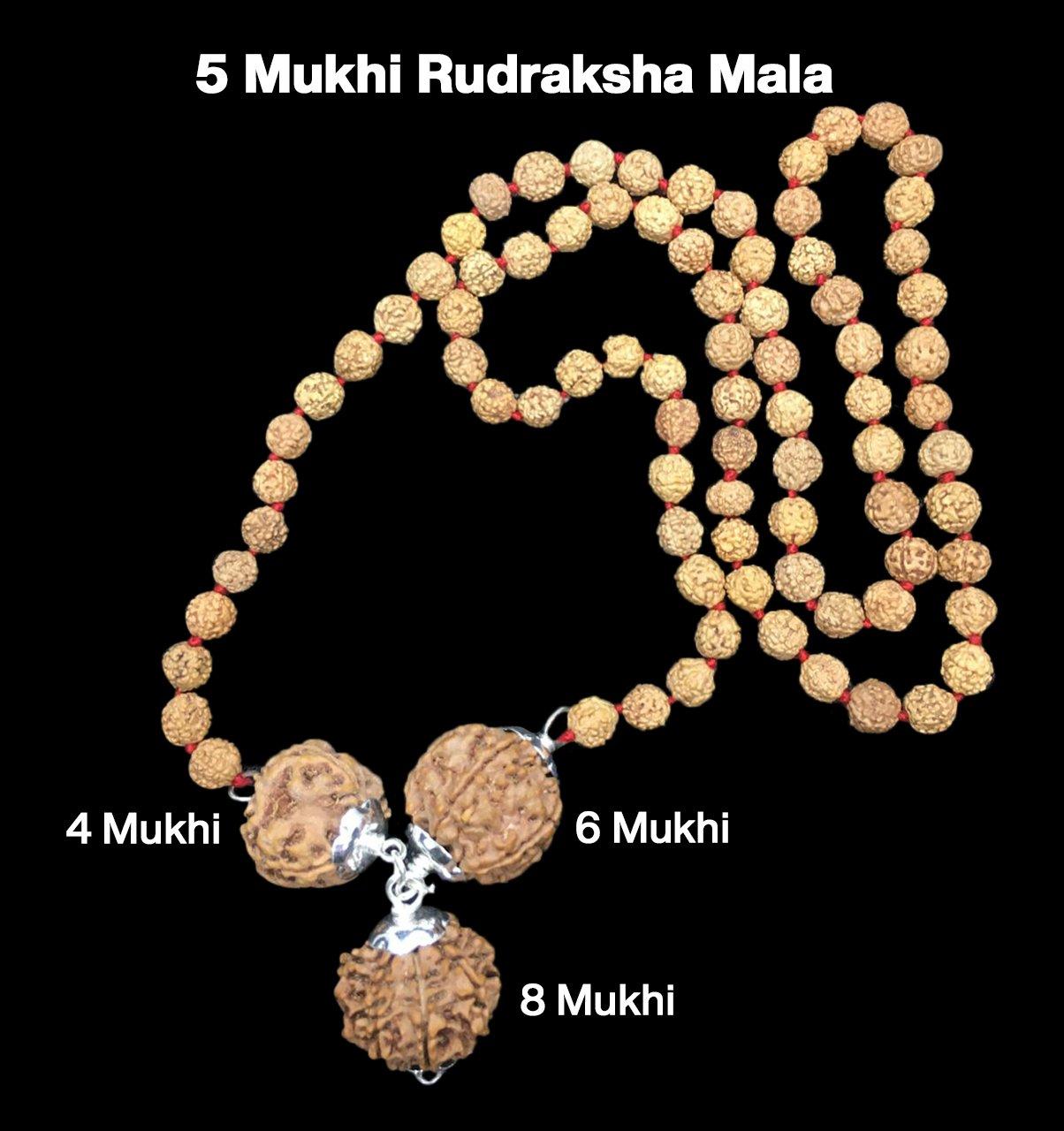 Rudraksha Combination for Advocates 4,6,8 Mukhi Nepal in Rudraksha Mala
