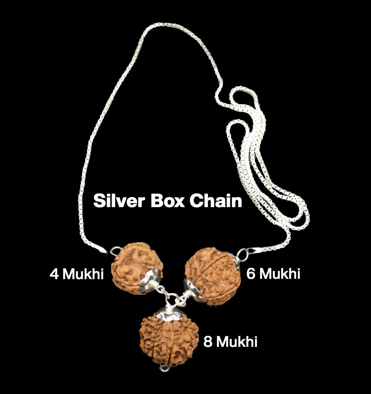 Rudraksha Combination for Advocates 4,6,8 Mukhi Nepal in Silver Chain