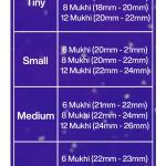 Rudraksha Combination for Business 6,8,12 Mukhi Nepal in Rudraksha Mala