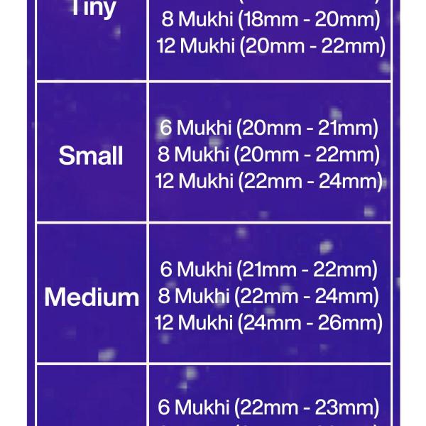 Rudraksha Combination for Business 6,8,12 Mukhi Nepal in Rudraksha Mala