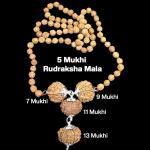 Rudraksha Combination for Wealth 7,9,11,13 Mukhi Nepal in Rudraksha Mala