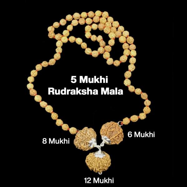 Rudraksha Combination for Business 6,8,12 Mukhi Nepal in Rudraksha Mala