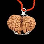 Gaurishankar Rudraksha From Nepal In Silver Pendant