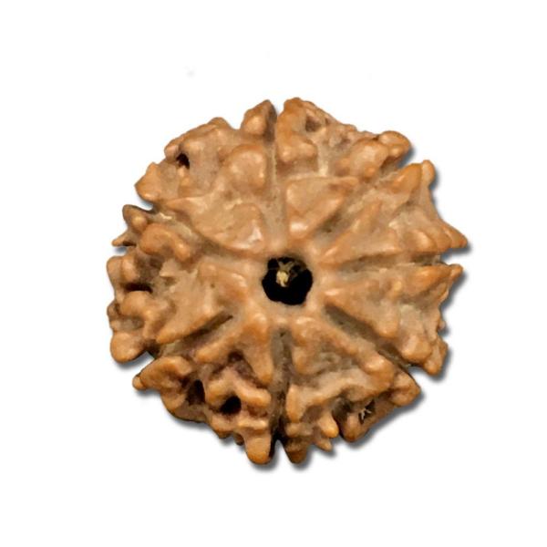 7 Mukhi Nepal Rudraksha Small