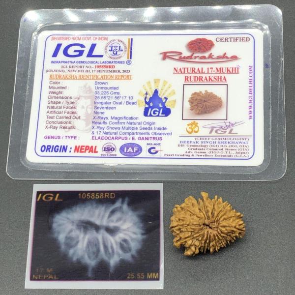 17 Mukhi Nepal Rudraksha Seventeen Face 25.55mm 3.22 Gms