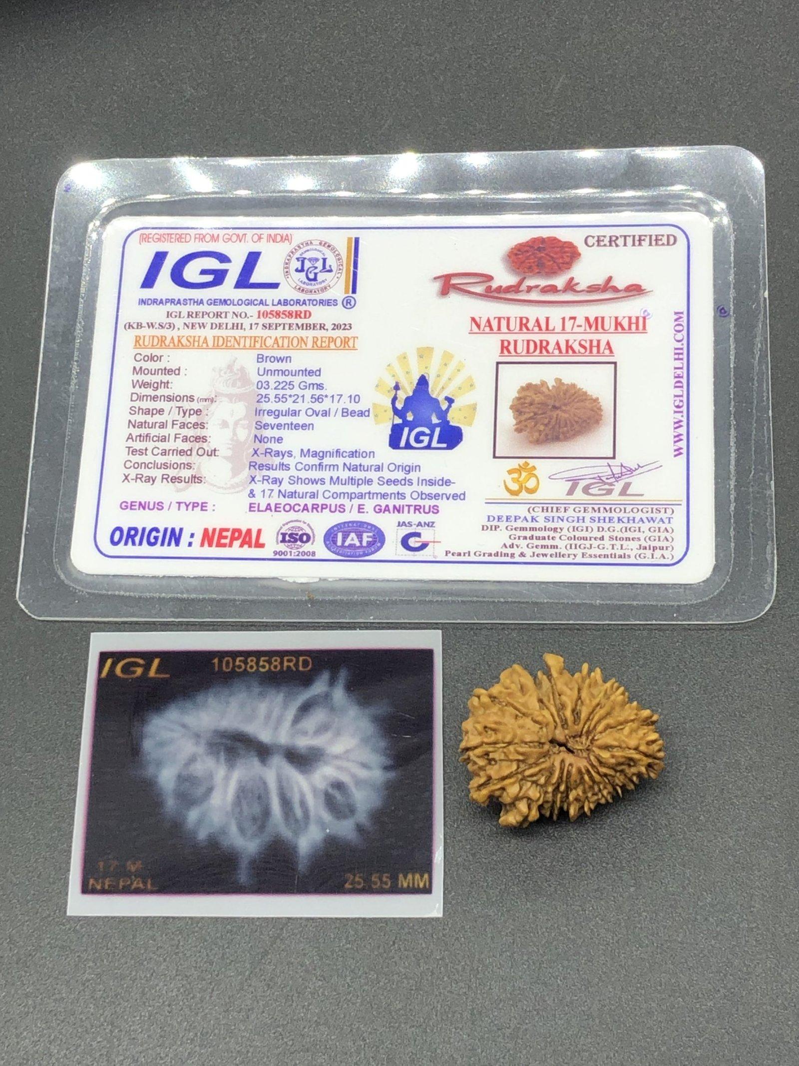 17 Mukhi Nepal Rudraksha Seventeen Face 25.55mm 3.22 Gms