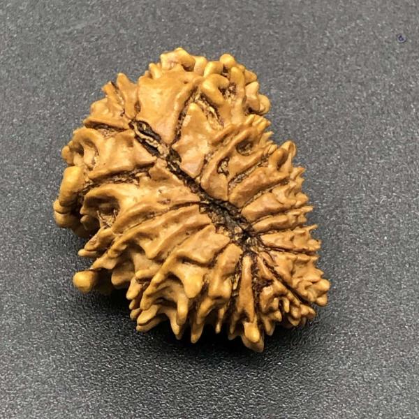 17 Mukhi Nepal Rudraksha Seventeen Face 25.55mm 3.22 Gms