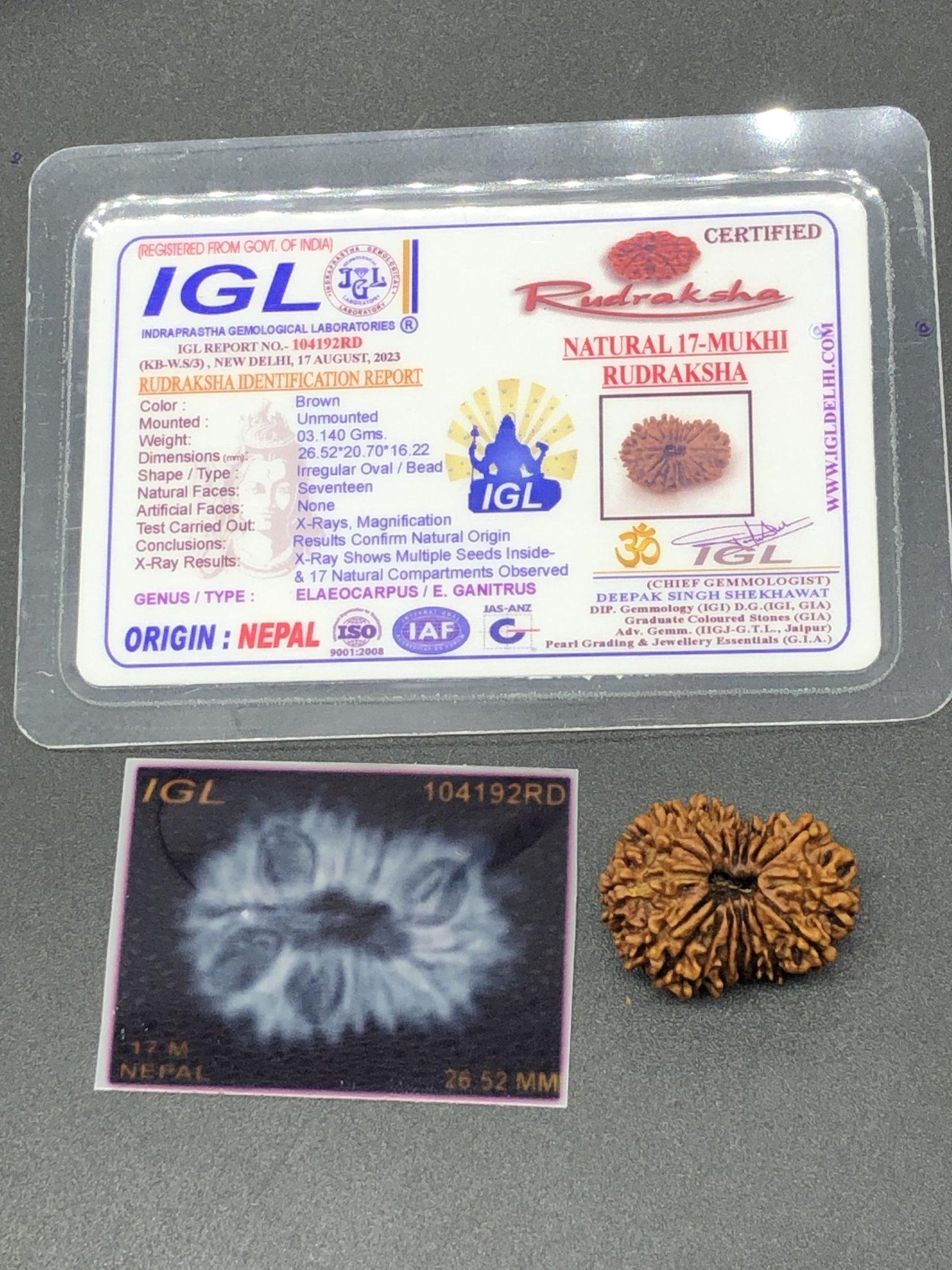 17 Mukhi Nepal Rudraksha Seventeen Face 26.52mm 3.14 Gms