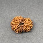 17 Mukhi Nepal Rudraksha Seventeen Face 26.52mm 3.14 Gms
