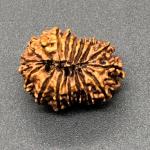 17 Mukhi Nepal Rudraksha Seventeen Face 26.52mm 3.14 Gms