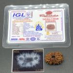 17 Mukhi Nepal Rudraksha Seventeen Face 26.01mm 2.72 Gms