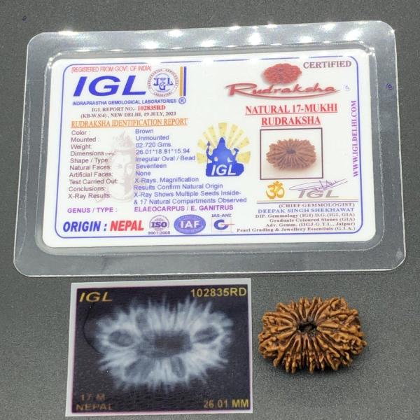 17 Mukhi Nepal Rudraksha Seventeen Face 26.01mm 2.72 Gms