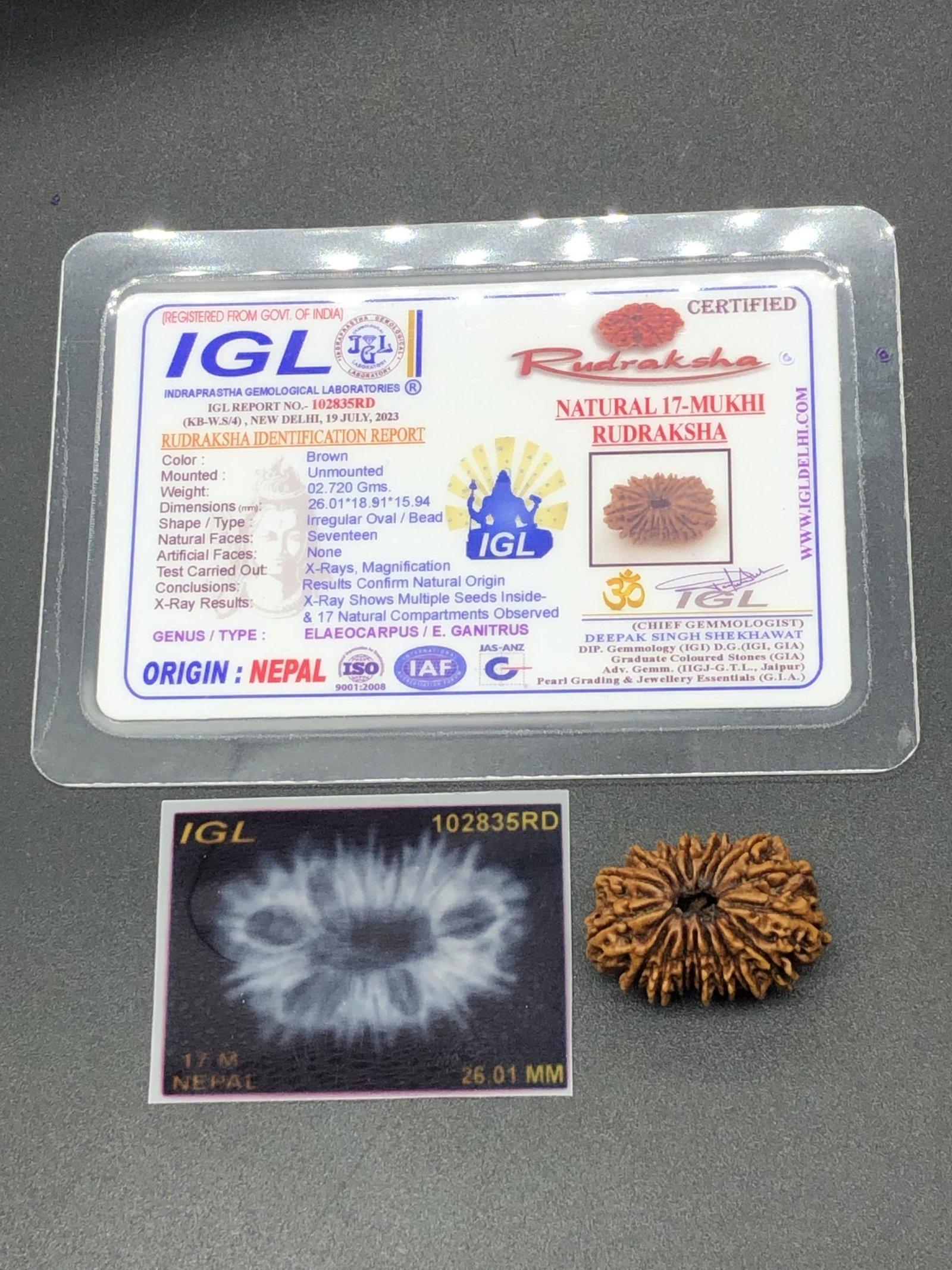 17 Mukhi Nepal Rudraksha Seventeen Face 26.01mm 2.72 Gms