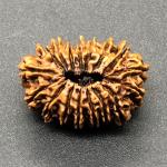 17 Mukhi Nepal Rudraksha Seventeen Face 26.01mm 2.72 Gms
