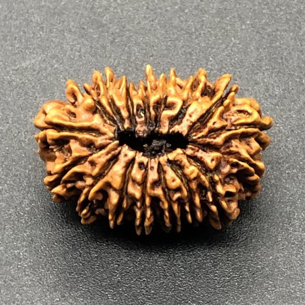 17 Mukhi Nepal Rudraksha Seventeen Face 26.01mm 2.72 Gms