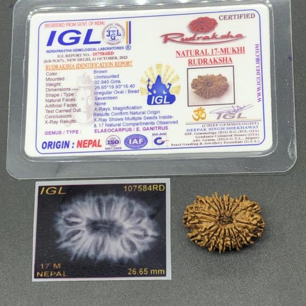 17 Mukhi Nepal Rudraksha Seventeen Face 26.65mm 2.94 Gms
