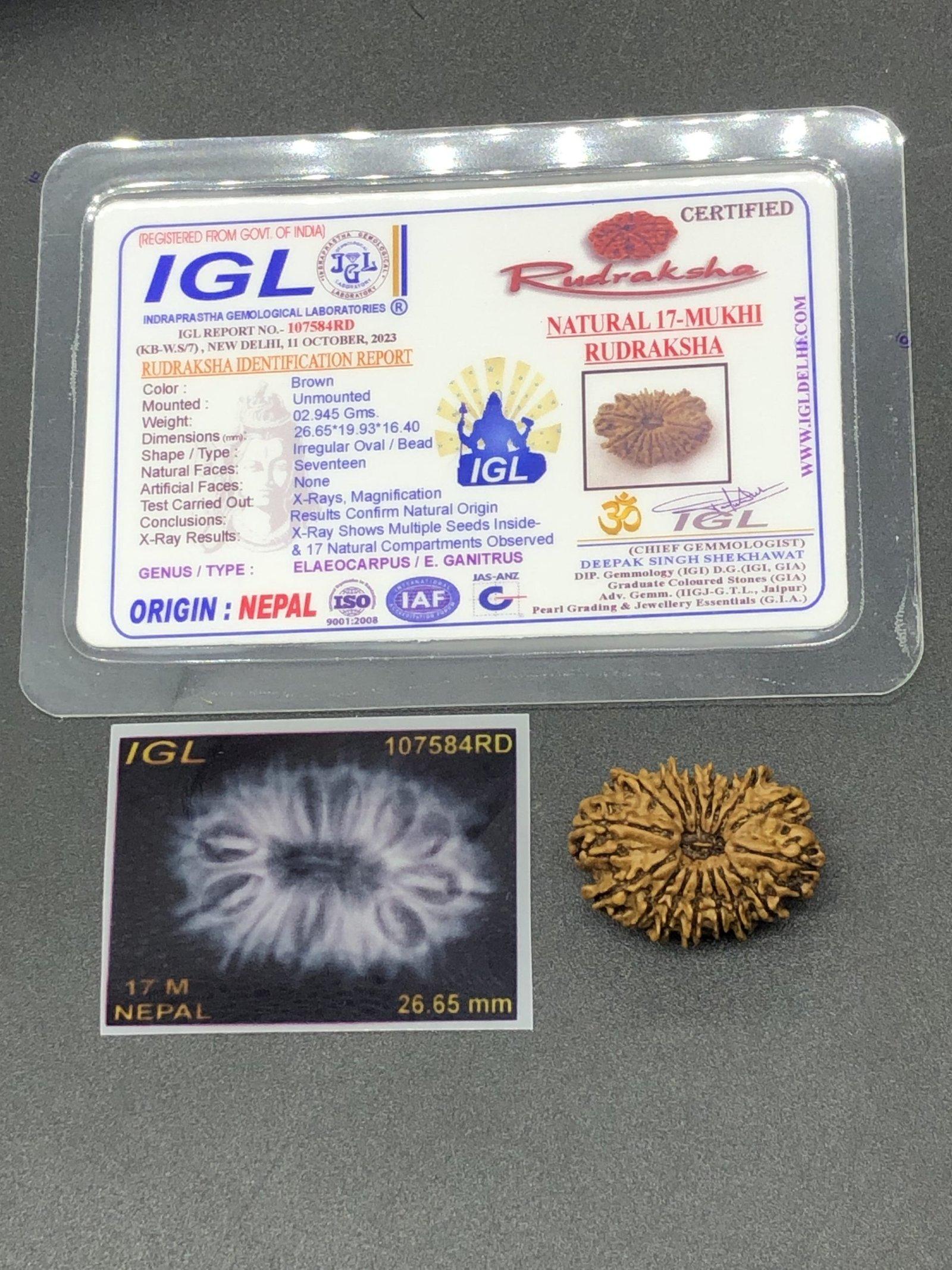 17 Mukhi Nepal Rudraksha Seventeen Face 26.65mm 2.94 Gms