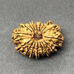 17 Mukhi Nepal Rudraksha Seventeen Face 26.65mm 2.94 Gms