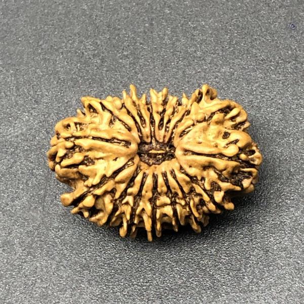17 Mukhi Nepal Rudraksha Seventeen Face 26.65mm 2.94 Gms