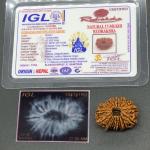 17 Mukhi Nepal Rudraksha Seventeen Face 27.88mm 3.93 Gms