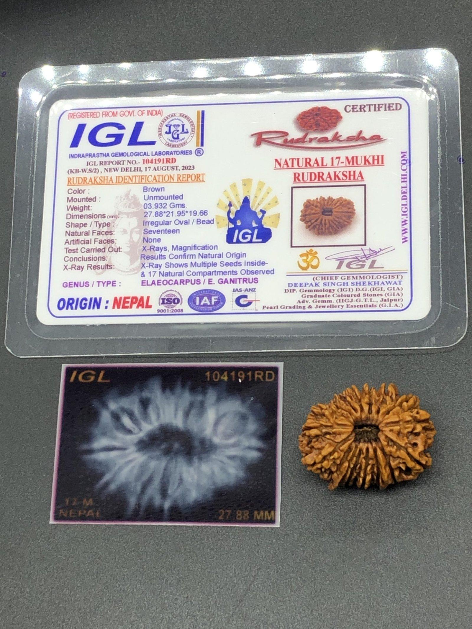 17 Mukhi Nepal Rudraksha Seventeen Face 27.88mm 3.93 Gms