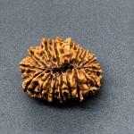 17 Mukhi Nepal Rudraksha Seventeen Face 27.88mm 3.93 Gms