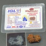 17 Mukhi Nepal Rudraksha Seventeen Face 28.76mm 3.39 Gms