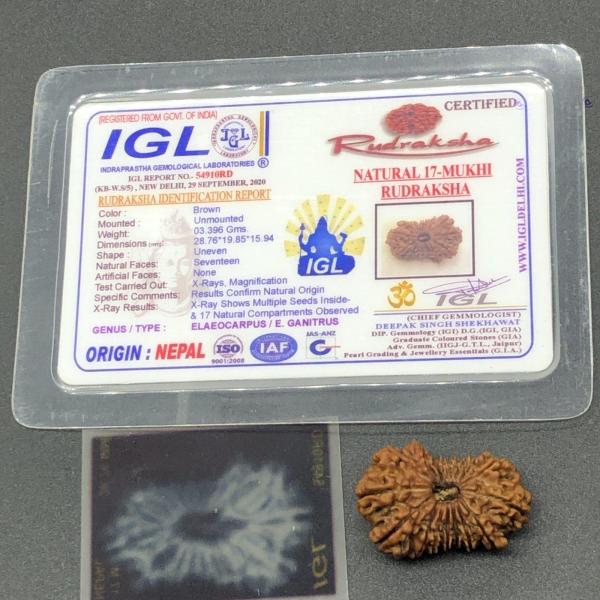 17 Mukhi Nepal Rudraksha Seventeen Face 28.76mm 3.39 Gms