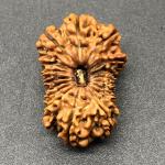 17 Mukhi Nepal Rudraksha Seventeen Face 28.76mm 3.39 Gms