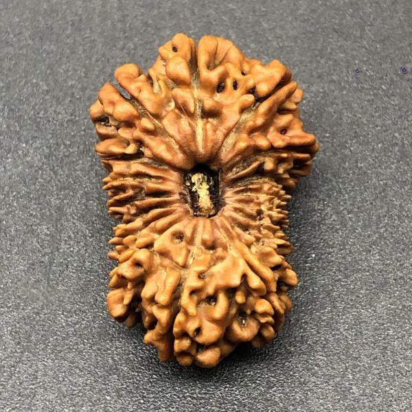 17 Mukhi Nepal Rudraksha Seventeen Face 28.76mm 3.39 Gms