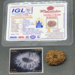 17 Mukhi Nepal Rudraksha Seventeen Face 27.63mm 3.65 Gms