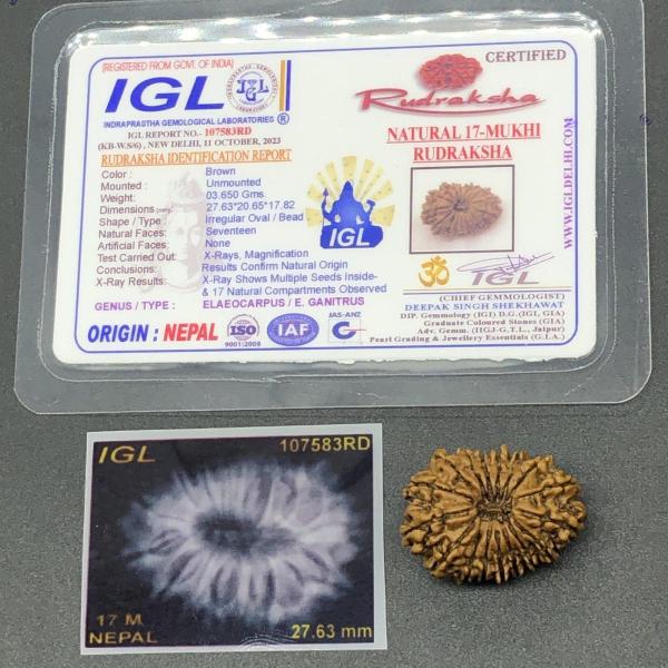 17 Mukhi Nepal Rudraksha Seventeen Face 27.63mm 3.65 Gms